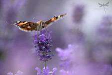 Vanessa cardui