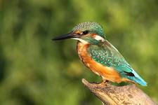 Alcedo atthis