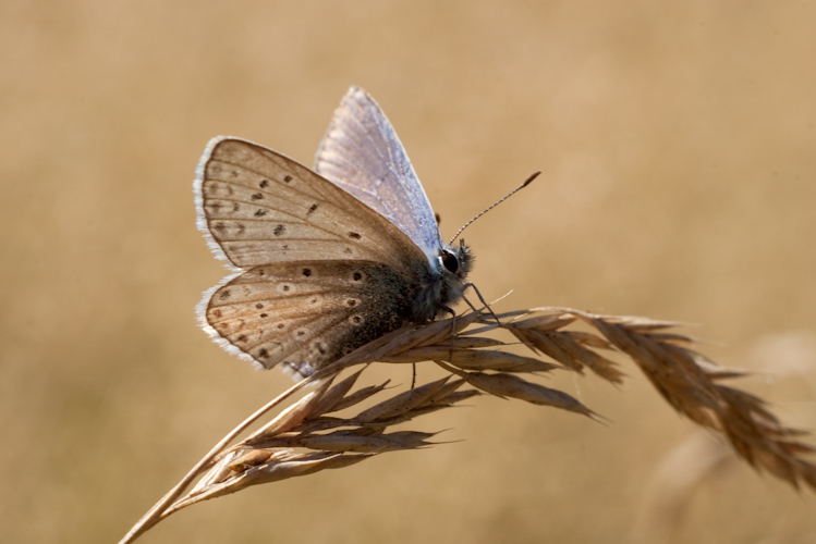 Motyl