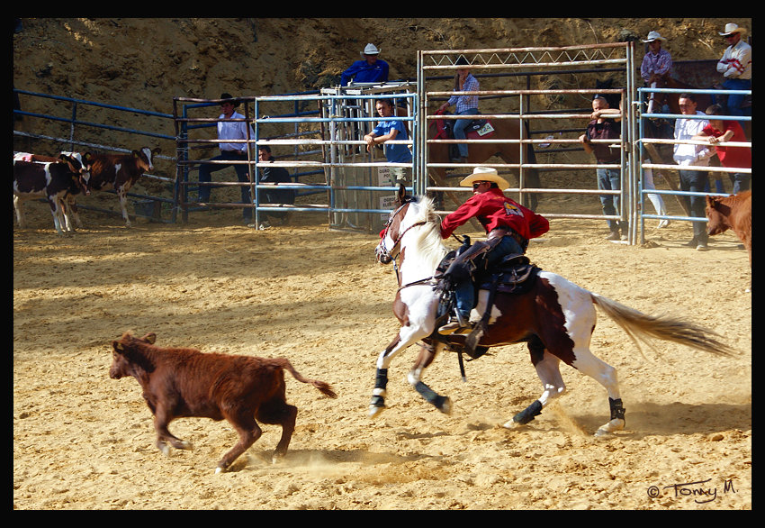 Zawody Jeździeckie Rodeo Show - Wieściszowice 2009