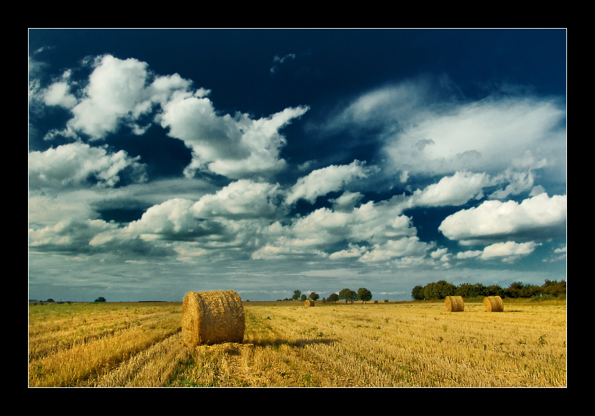 fields of gold