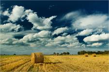 fields of gold