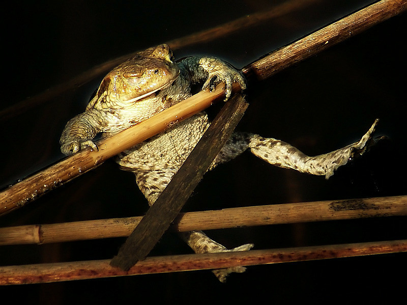 siesta