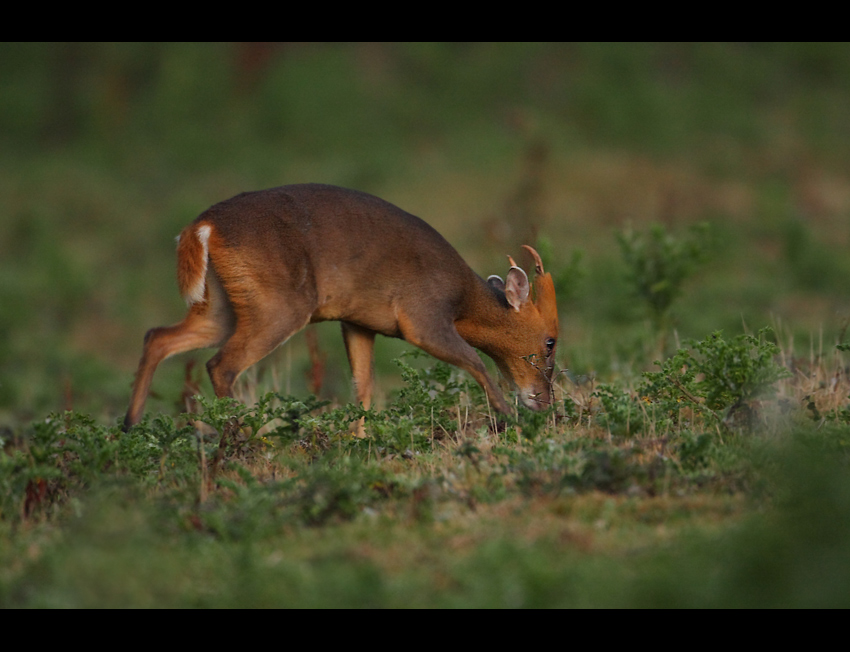 Muntjac