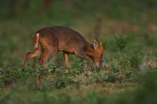 Muntjac