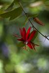 Passiflora