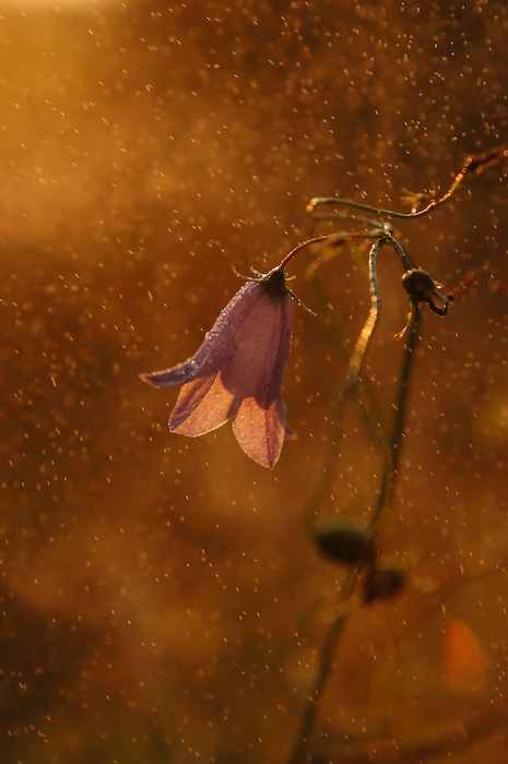 Campanula rotundifolia