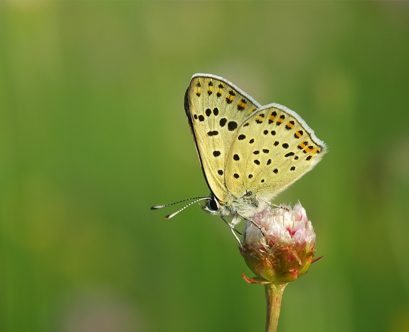 Czerwończyk zamgleniec (Lycaena alciphron)