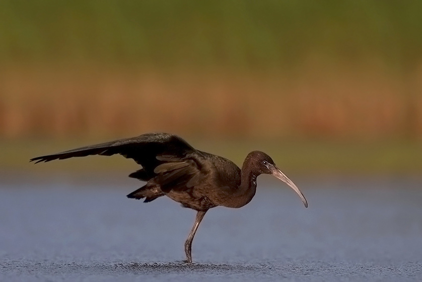 ibis