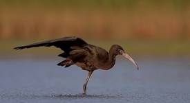 ibis