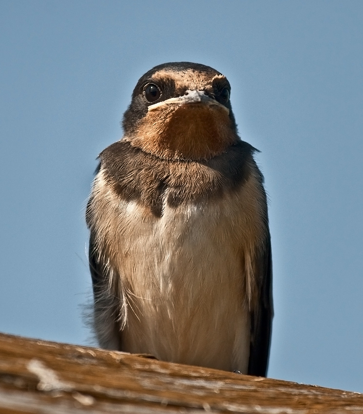 Jaskółka dymówka (Hirundo rustica)