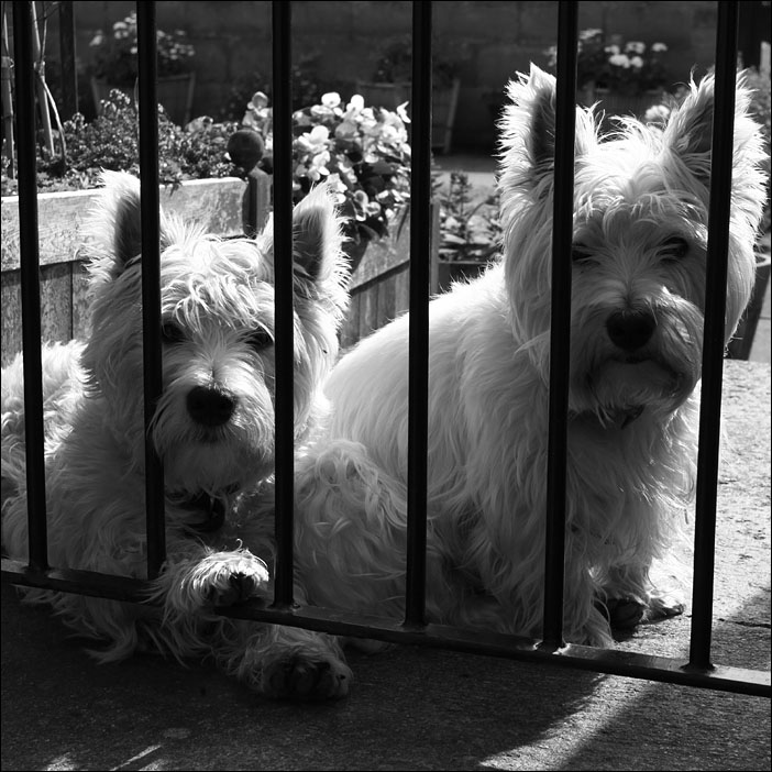 West Highland White Terrier