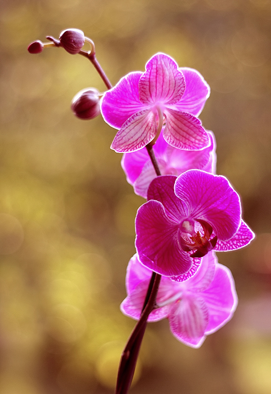 Orchidea