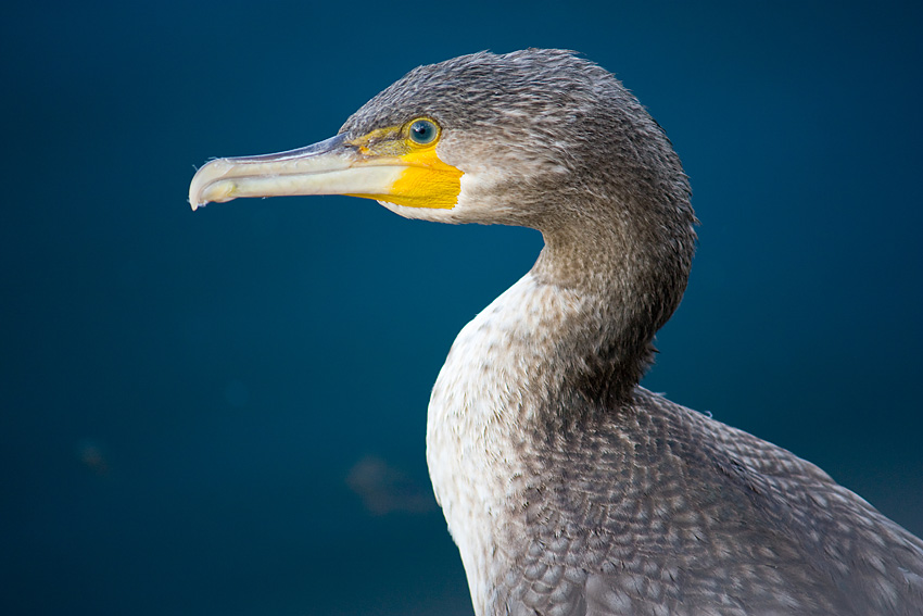 Portret kormorana