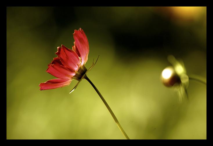 Cosmos bipinnatus- KOSMOS