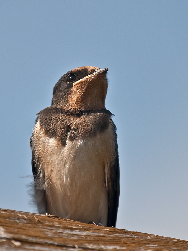 Jaskółka dymówka (Hirundo rustica)