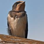 Jaskółka dymówka (Hirundo rustica)