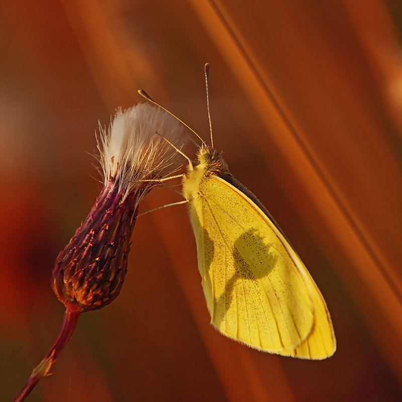 motyl z kwiatkiem