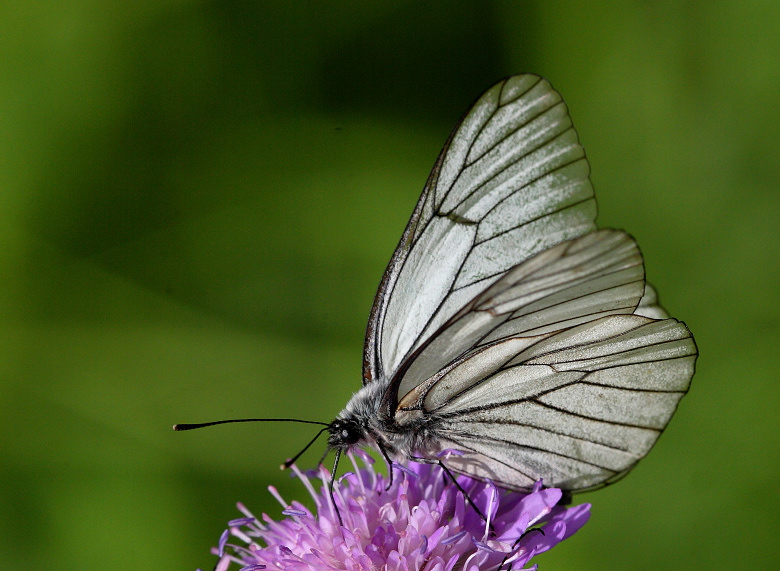 Motyl