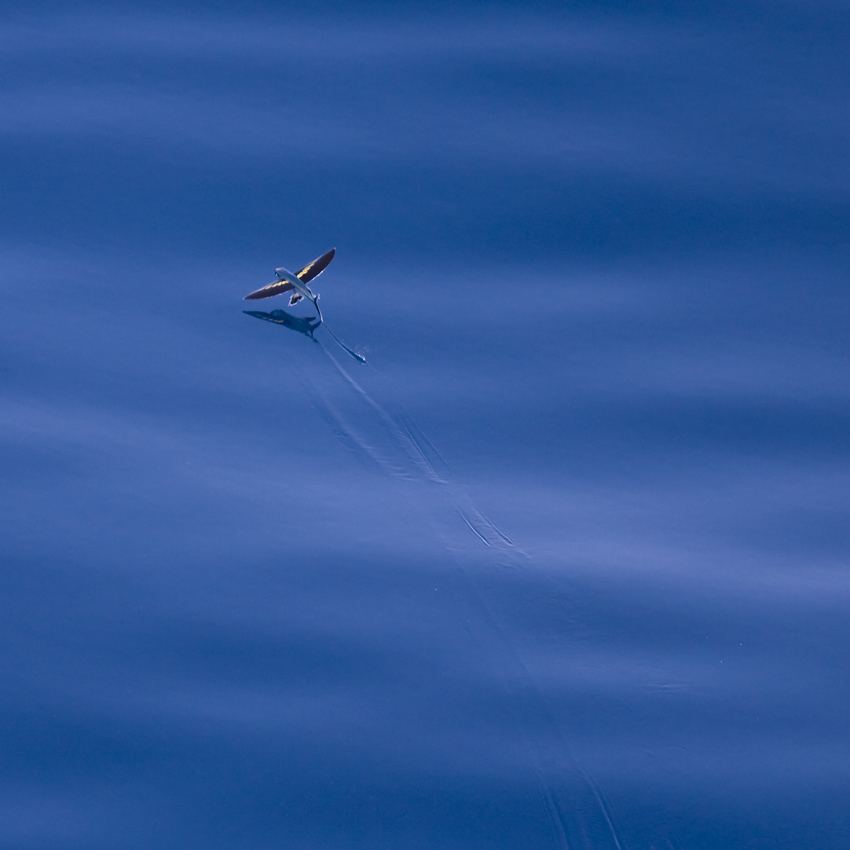 Flying fish VI