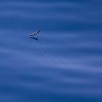 Flying fish VI