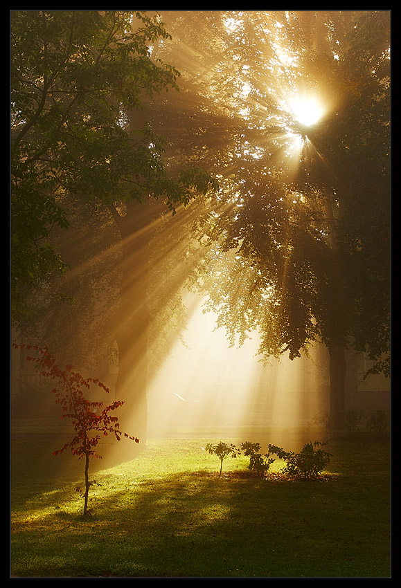 Rays Of Beauty...