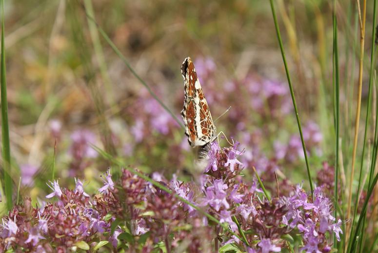 motyl