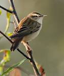 Rokitniczka (Acrocephalus schoenobaenus)