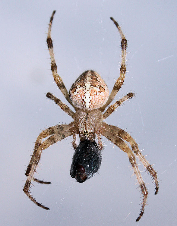 Araneus diadematus\\\'s dinner