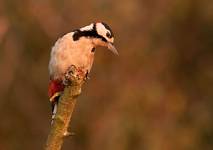 Dzięcioł duży Dendrocopos major