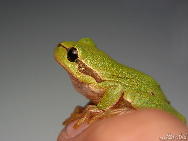 Hyla arborea