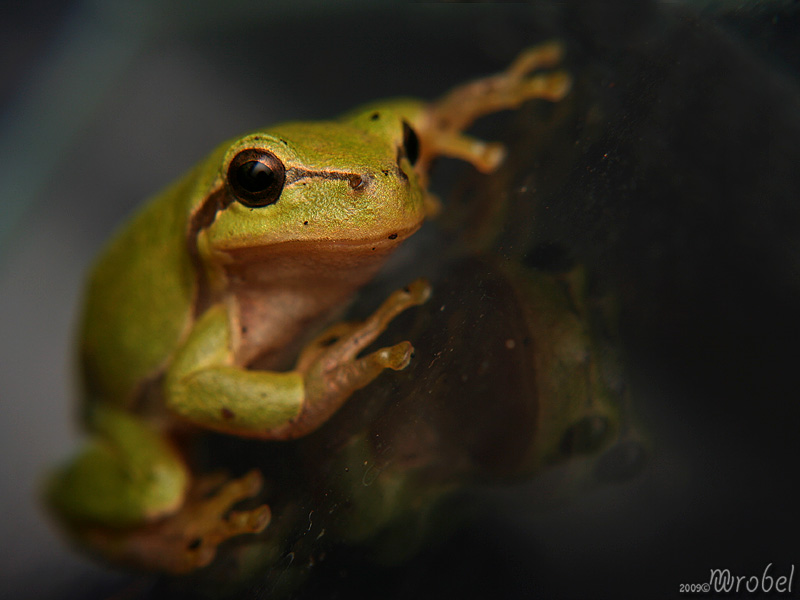 Hyla arborea