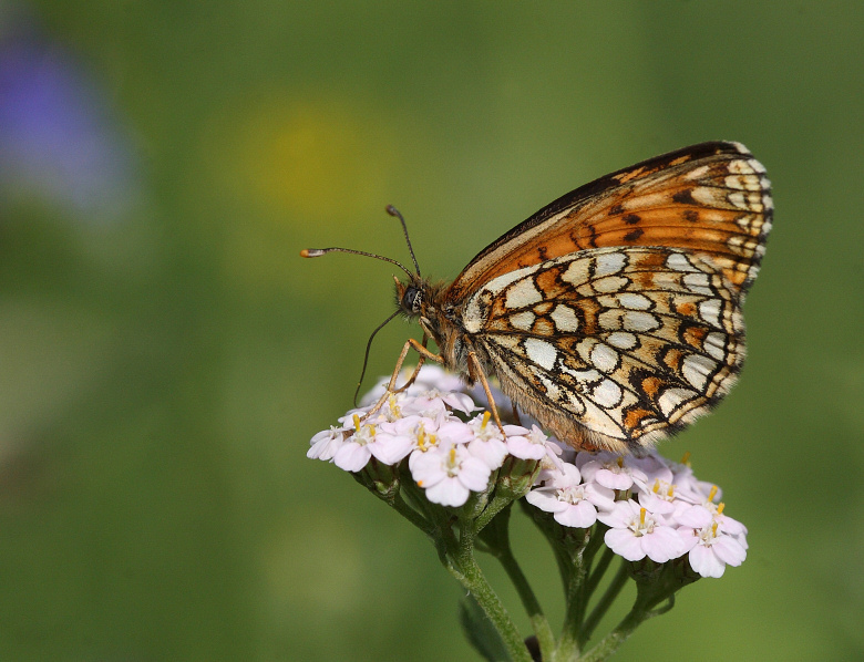 Motyl