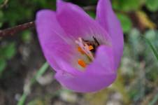 krokus