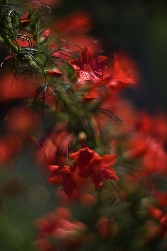 Gilia rubra