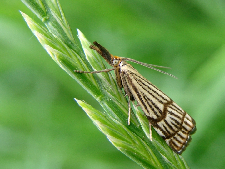 Chrysocrambus craterella