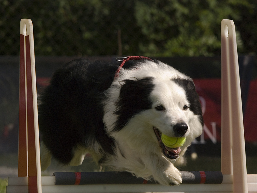 Flyball