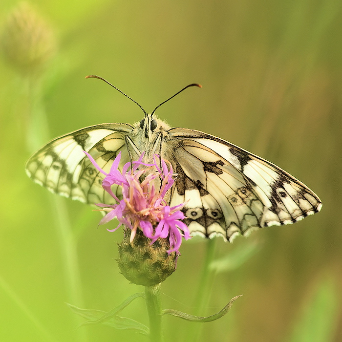 Szachownica galatea