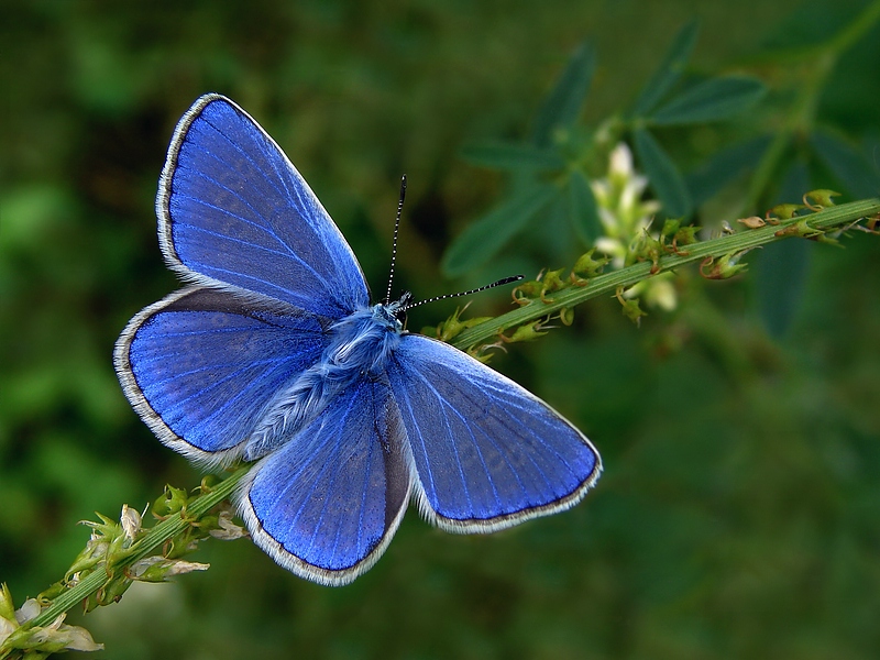 Modraszek blue