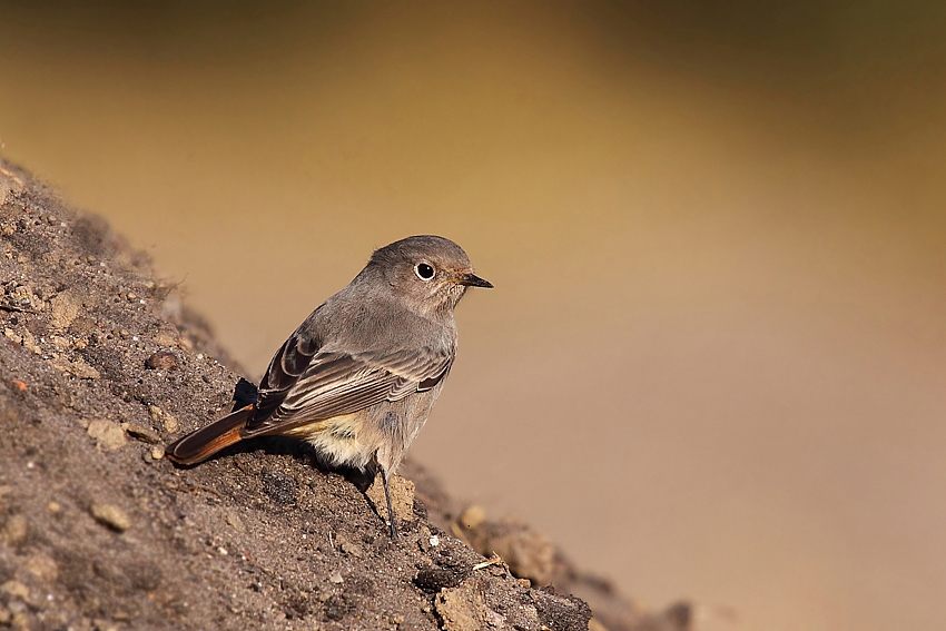 Samiczka Pleszki Phoenicurus phoenicurus