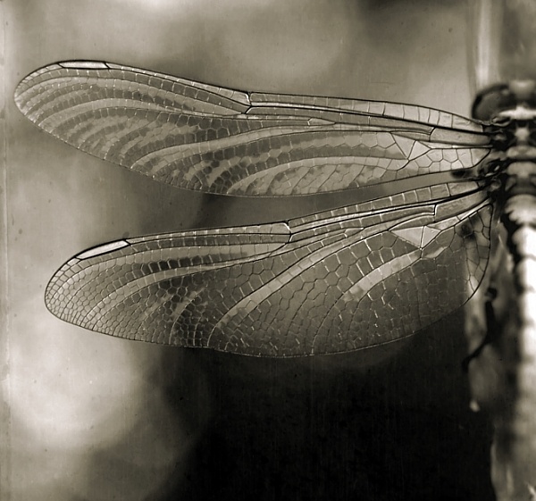 Dragonfly