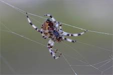 Arachnofobia