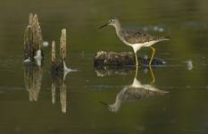 Yellowlegs