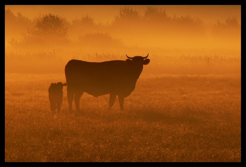 ..taurus podlaskus..