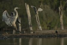 Great Blue Heron