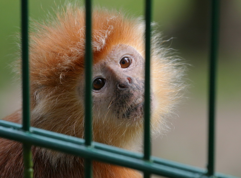 Małpka w Zoo