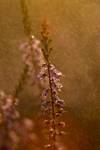 Calluna vulgaris