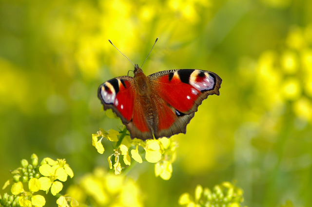 Motyl