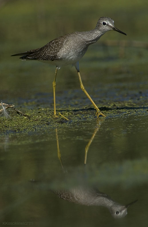 Yellowlegs