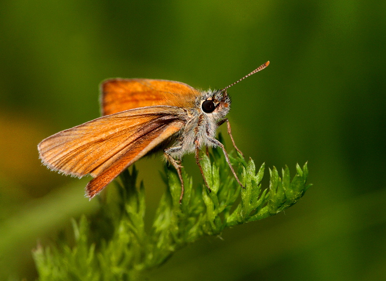 Motyl